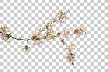 PNG Delicate Cherry Blossom Branch on Transparent Background PNG Delicate Cherry Blossom Branch on Transparent Background