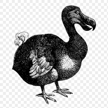 PNG dodo bird, animal clipart, | Free PNG Illustration - rawpixel PNG dodo bird, animal clipart, | Free PNG Illustration - rawpixel