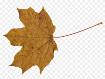 Png File Size - Brown Leaves Png