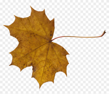 Png File Size - Leaves Png