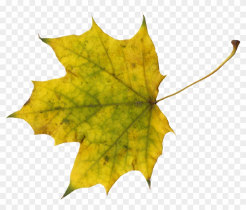 Png File Size - Maple Leaf