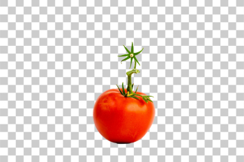 PNG Fresh Organic Tomato with Green Sprouts PNG Fresh Organic Tomato with Green Sprouts