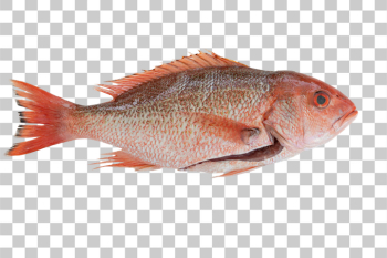 PNG Fresh Red Snapper Fish on White Background PNG Fresh Red Snapper Fish on White Background