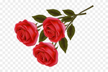 Png Gül Resimleri, Harika Png Gül Resimleri, Süper - Red Rose Love Images Download