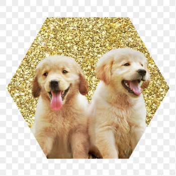Png Golden retriever puppies png | Free PNG - rawpixel Png Golden retriever puppies png | Free PNG - rawpixel