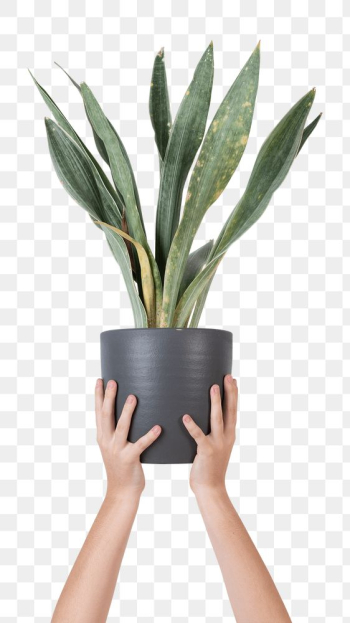 Png hand mockup holding potted snake plant | Free stock illustration | High Resolution graphic