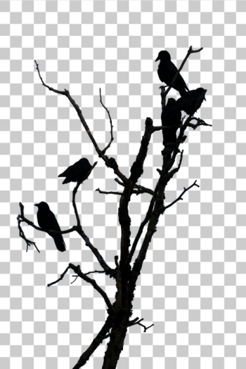 PNG Isolated Twisted Tree Branch with birds PNG Isolated Twisted Tree Branch with birds