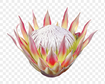 PNG king protea, flower clipart, | Free PNG - rawpixel