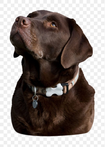 Png Labrador retriever dog | Free PNG - rawpixel Png Labrador retriever dog | Free PNG - rawpixel