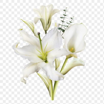 Png lilies flower sticker, botanical | Free PNG - rawpixel