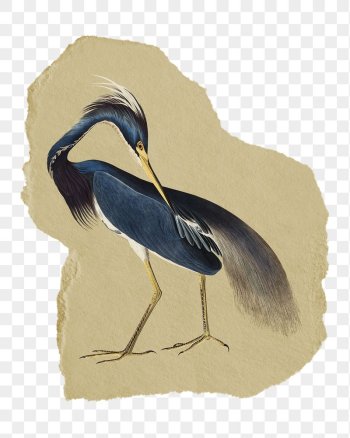 Png Louisiana Heron sticker, blue | Free PNG - rawpixel Png Louisiana Heron sticker, blue | Free PNG - rawpixel