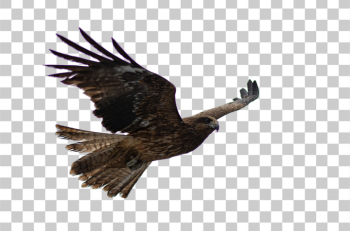 PNG Majestic Hawk in Flight PNG Majestic Hawk in Flight