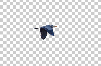 PNG Majestic Heron in Flight PNG Majestic Heron in Flight