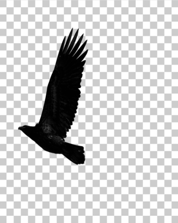 PNG Majestic Raven in Flight PNG Majestic Raven in Flight