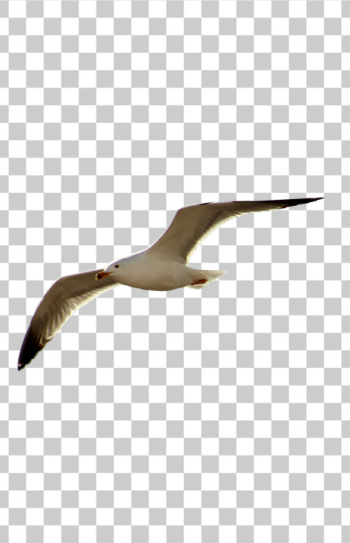 PNG Majestic Seagull in Flight PNG Majestic Seagull in Flight