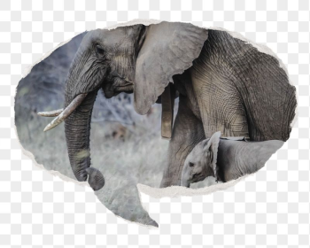 Png mother and baby elephants, | Free PNG - rawpixel