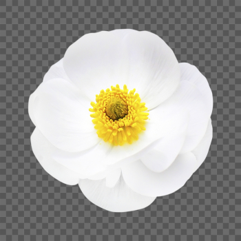 PNG mountain buttercup, white flower | Free PNG - rawpixel PNG mountain buttercup, white flower | Free PNG - rawpixel