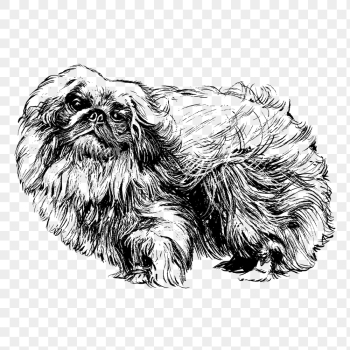 PNG Pekingese dog, animal clipart, | Free PNG Illustration - rawpixel