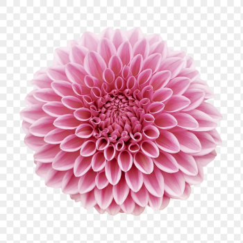 PNG pink ball chrysanthemum, flower | Free PNG - rawpixel PNG pink ball chrysanthemum, flower | Free PNG - rawpixel
