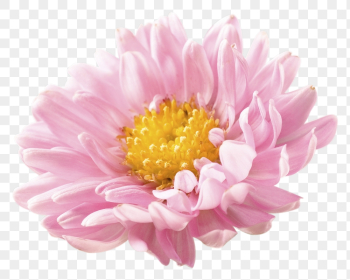 PNG pink chrysanthemum, flower sticker, | Free PNG - rawpixel PNG pink chrysanthemum, flower sticker, | Free PNG - rawpixel
