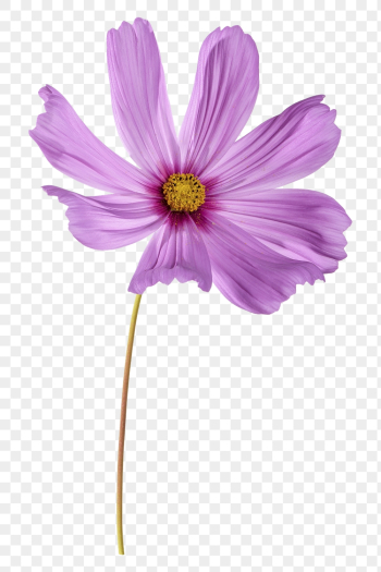 PNG pink cosmos, flower clipart, | Free PNG - rawpixel