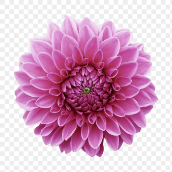 PNG pink dahlia, flower clipart, | Free PNG - rawpixel