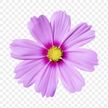 PNG pink flower, cosmos clipart, | Free PNG - rawpixel