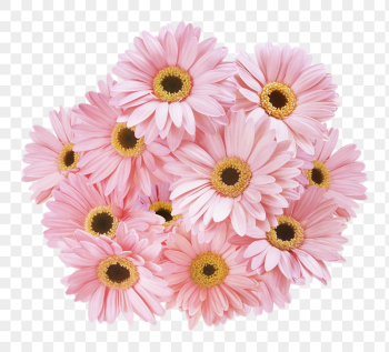PNG pink gerbera daisy, flower | Free PNG - rawpixel PNG pink gerbera daisy, flower | Free PNG - rawpixel