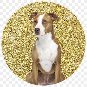Png Pit bull terrier dog | Free PNG - rawpixel Png Pit bull terrier dog | Free PNG - rawpixel