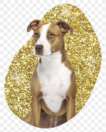 Png Pit bull terrier dog | Free PNG - rawpixel Png Pit bull terrier dog | Free PNG - rawpixel