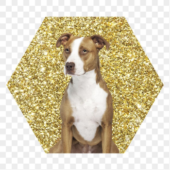 Png Pit bull terrier dog | Free PNG - rawpixel Png Pit bull terrier dog | Free PNG - rawpixel