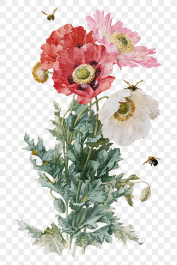 Png poppy flowers sticker, aesthetic | Free PNG - rawpixel