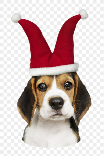 Png puppy in jester hat | Free PNG - rawpixel