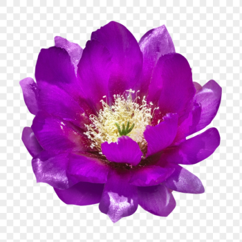 PNG purple cactus flower clipart, | Free PNG - rawpixel