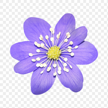 PNG purple hepatica flower clipart, | Free PNG - rawpixel