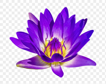 PNG purple water lily, flower | Free PNG - rawpixel