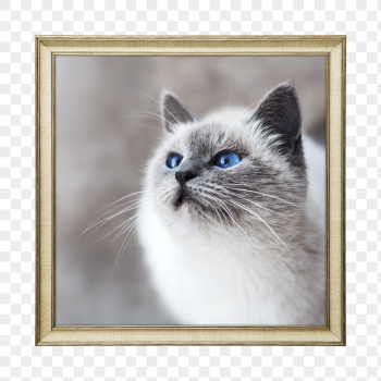 Png ragdoll cat framed sticker, | Free PNG - rawpixel Png ragdoll cat framed sticker, | Free PNG - rawpixel