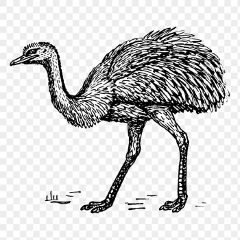 PNG rhea bird, animal clipart, | Free PNG Illustration - rawpixel