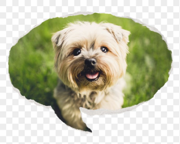 Png Silky Terrier pet puppy | Free PNG - rawpixel