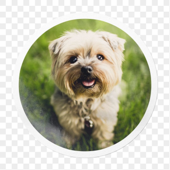 Png Silky Terrier puppy sticker, | Free PNG - rawpixel