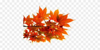 Png Sonbahar Yaprakları, Autumn Leaves Png, Autumn - Autumn Leaf Png Sonbahar Yaprakları, Autumn Leaves Png, Autumn - Autumn Leaf