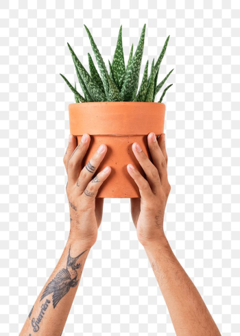 Png tattooed hand mockup holding potted aloe… | Free stock illustration | High Resolution graphic