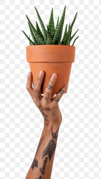 Png tattooed hand mockup holding potted aloe… | Free stock illustration | High Resolution graphic