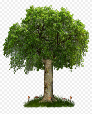 Png Tree 8 By Paradise234 D5hfi67 Image - All Png Tree