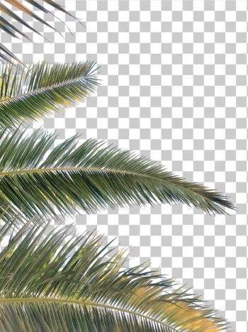 PNG Tropical Palm Leaves on Black Background PNG Tropical Palm Leaves on Black Background