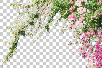 PNG Vibrant Bougainvillea Blooms in Full Bloom PNG Vibrant Bougainvillea Blooms in Full Bloom