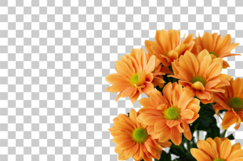 PNG Vibrant Orange Daisies Bouquet PNG Vibrant Orange Daisies Bouquet