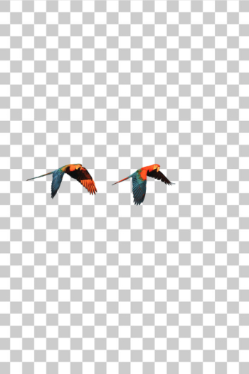 PNG Vibrant Tropical Hummingbirds in Flight PNG Vibrant Tropical Hummingbirds in Flight