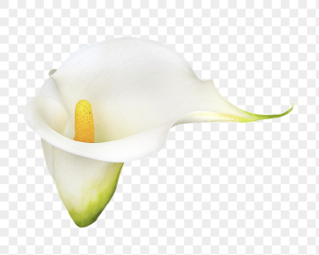 PNG white calla lily, flower | Free PNG - rawpixel PNG white calla lily, flower | Free PNG - rawpixel