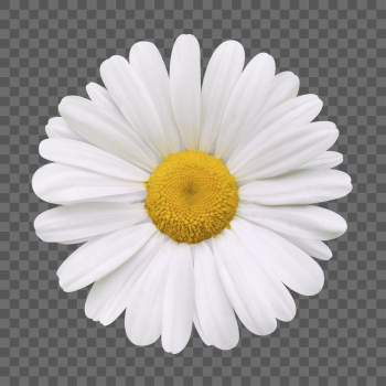 PNG white daisy, flower clipart, | Free PNG - rawpixel